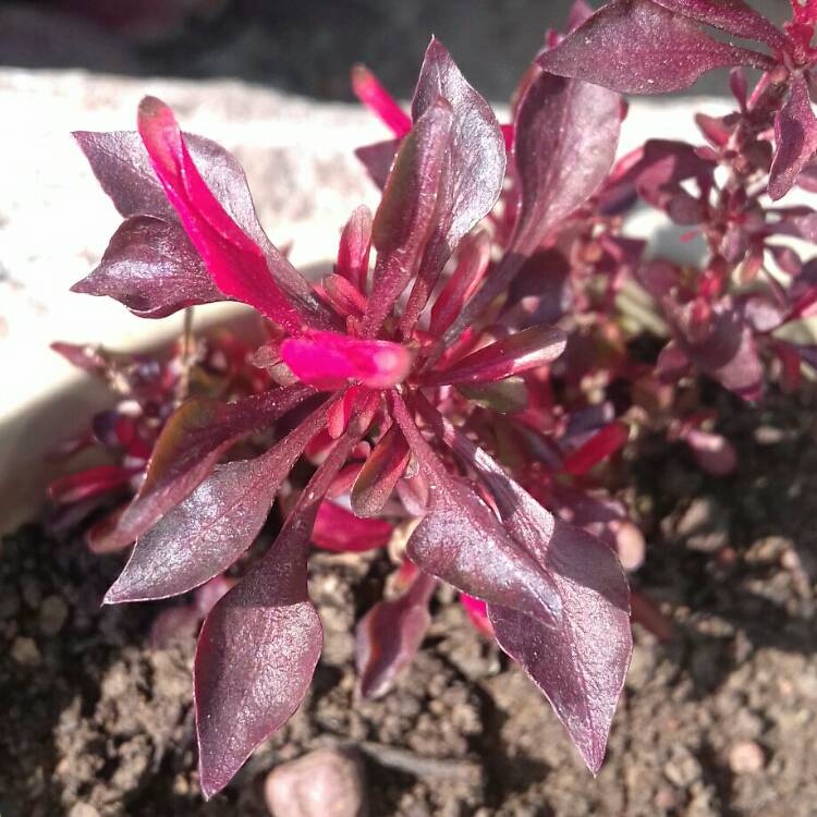 Plant image Alternanthera 'Brazilian Red Hots'