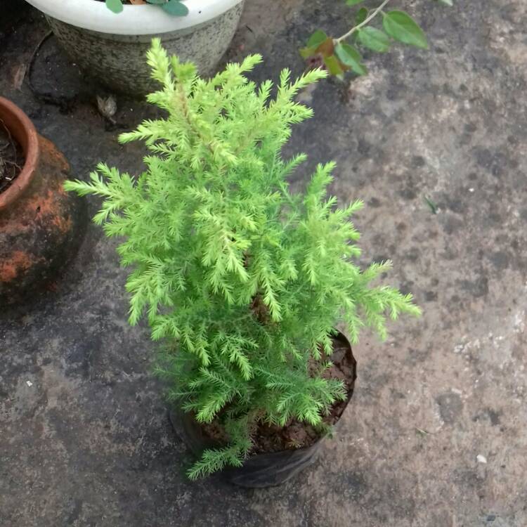 Plant image Cupressus macrocarpa 'Golden Pillar'