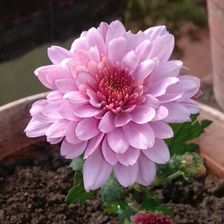 Plant image Chrysanthemum 'Crystal Pink'