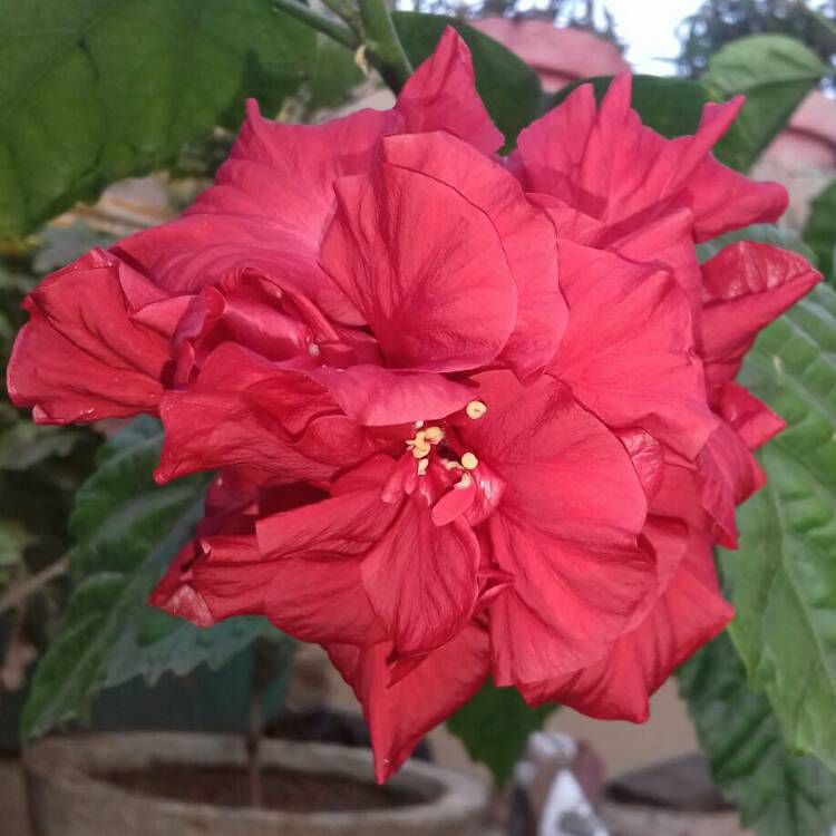 Plant image Hibiscus rosa-sinensis 'Pride of Hankins'