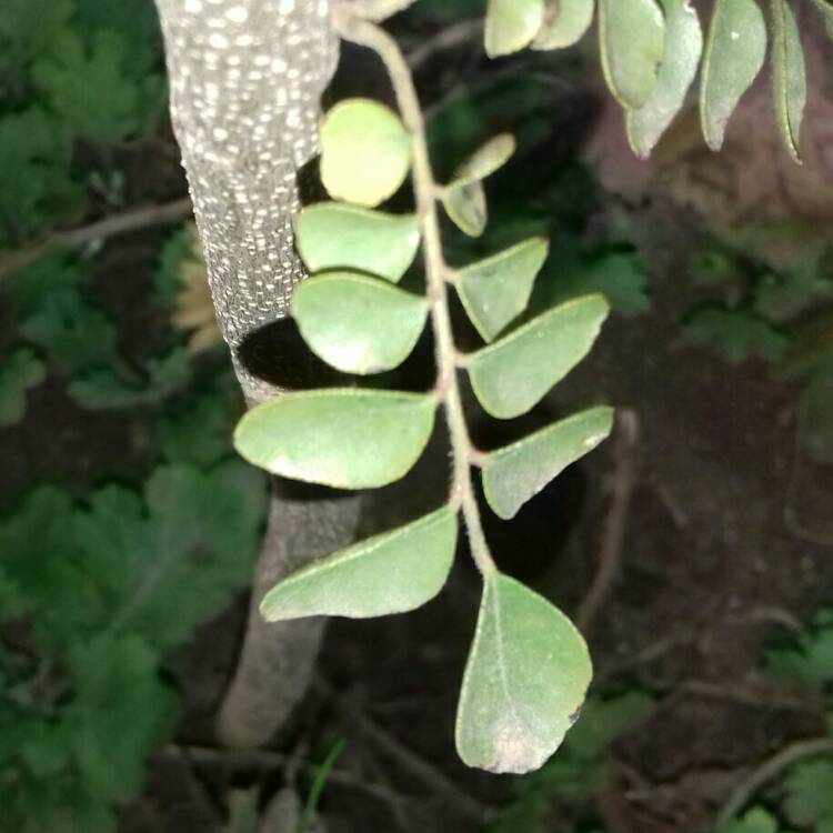 Plant image Murraya koenigii