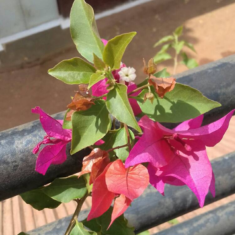 Plant image Bougainvillea Spectabilis 'Alexandra'