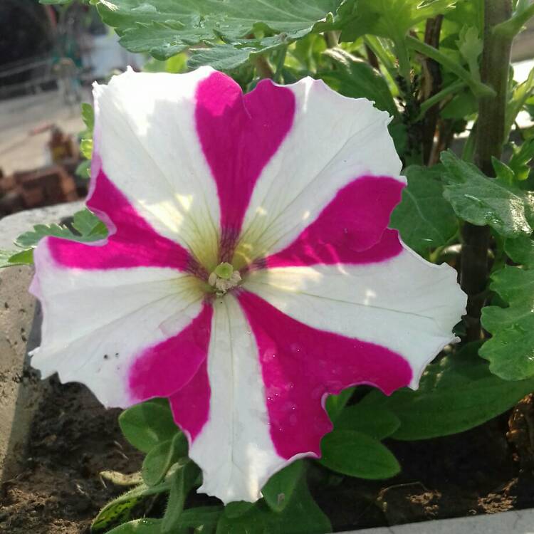 Plant image Petunia 'Designer Red Star'