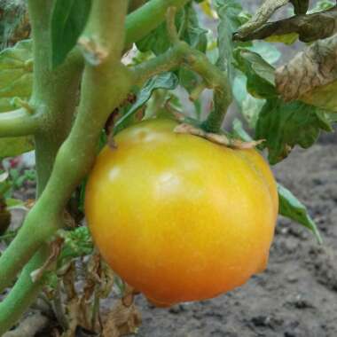 Solanum lycopersicum  syn. Lycopersicon lycopersicum