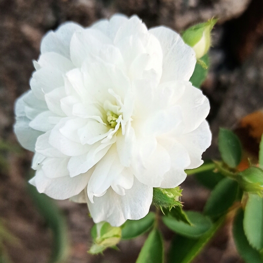 Plant image Rosa 'Alba Semi-Plena'; Rosa 'Alba Semiplena'