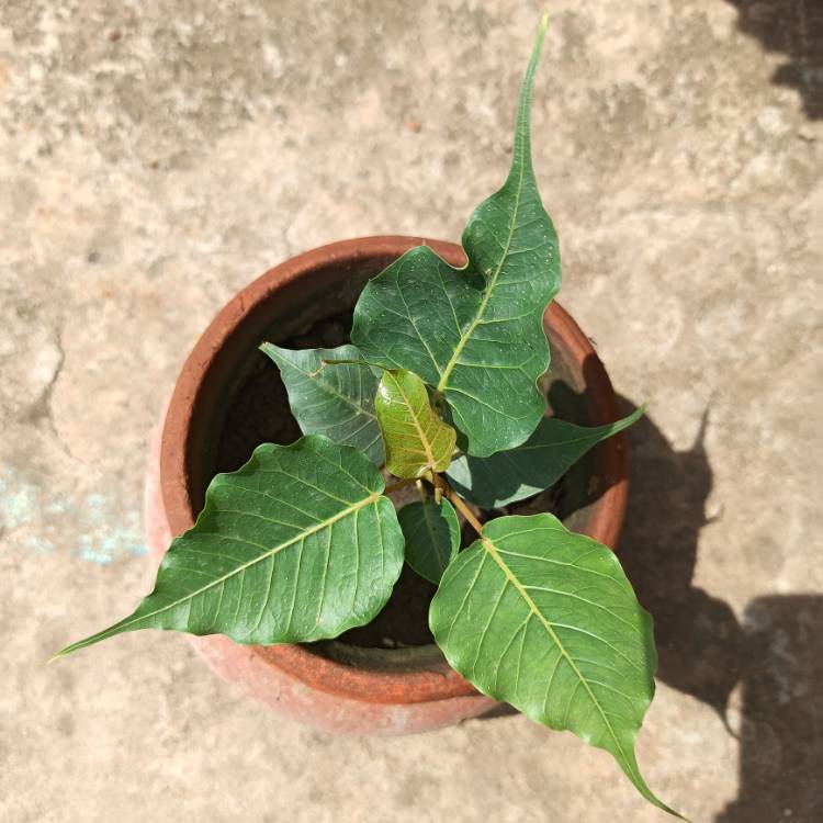 Plant image Ficus Religiosa