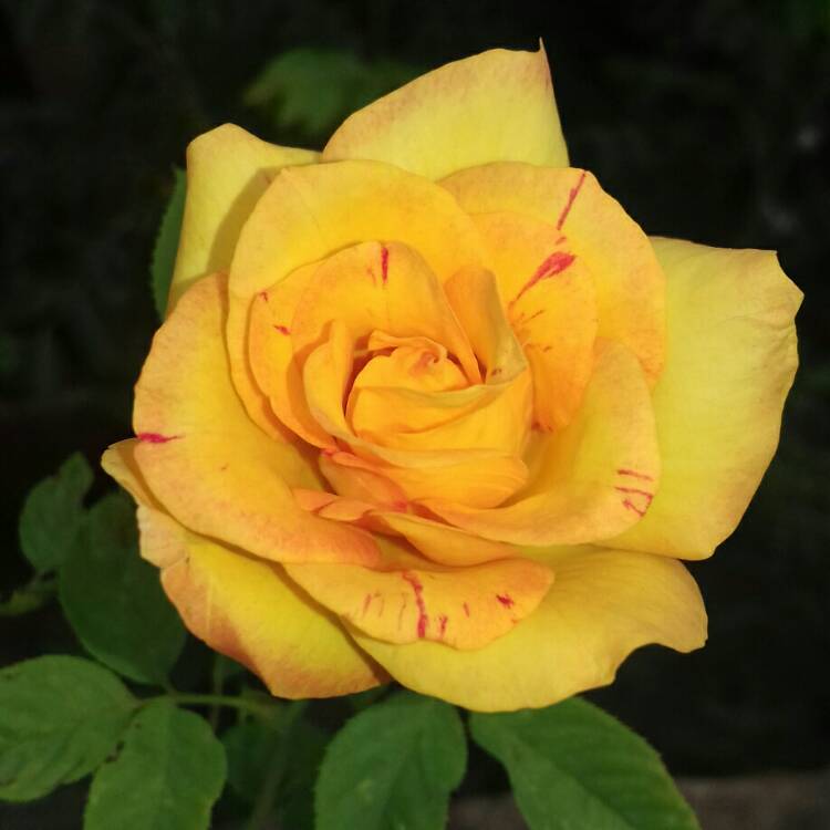 Plant image Rosa 'You Are My Sunshine'