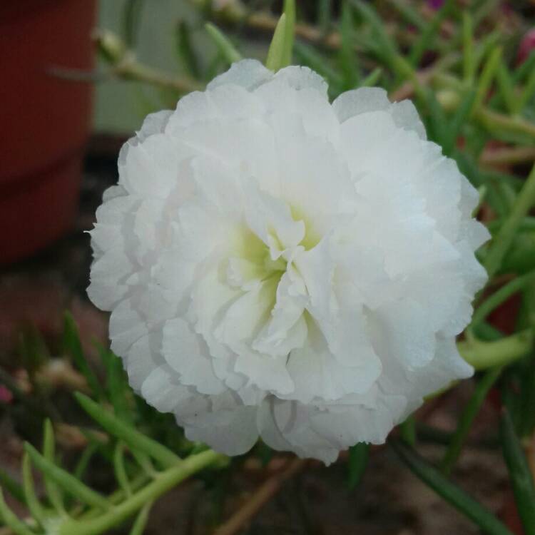 Plant image Portulaca grandiflora 'White'