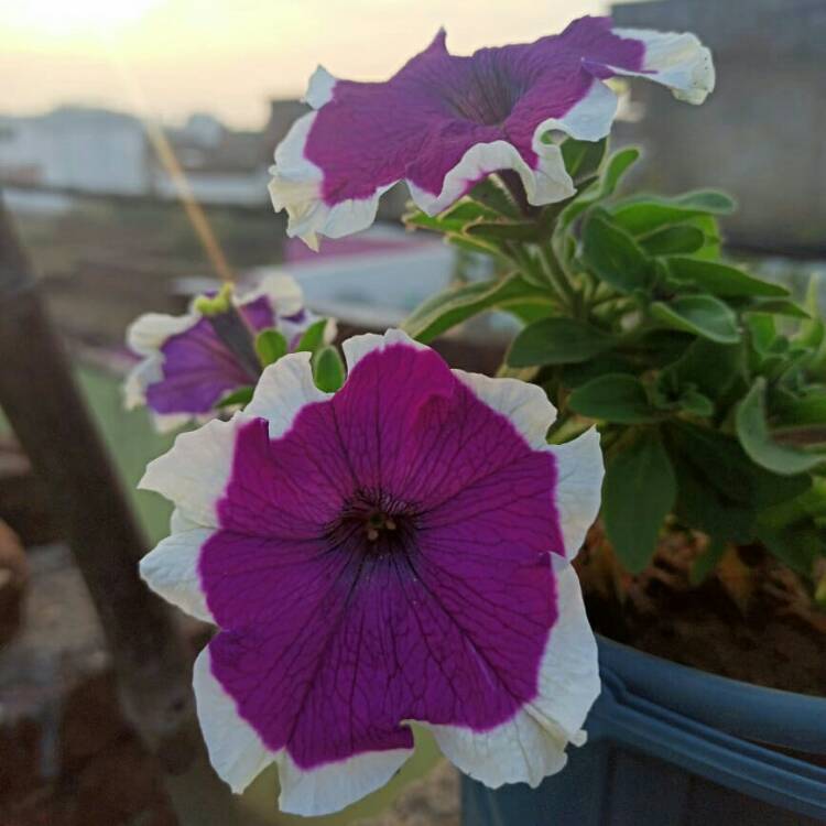 Plant image Petunia multiflora 'Purple Halo'