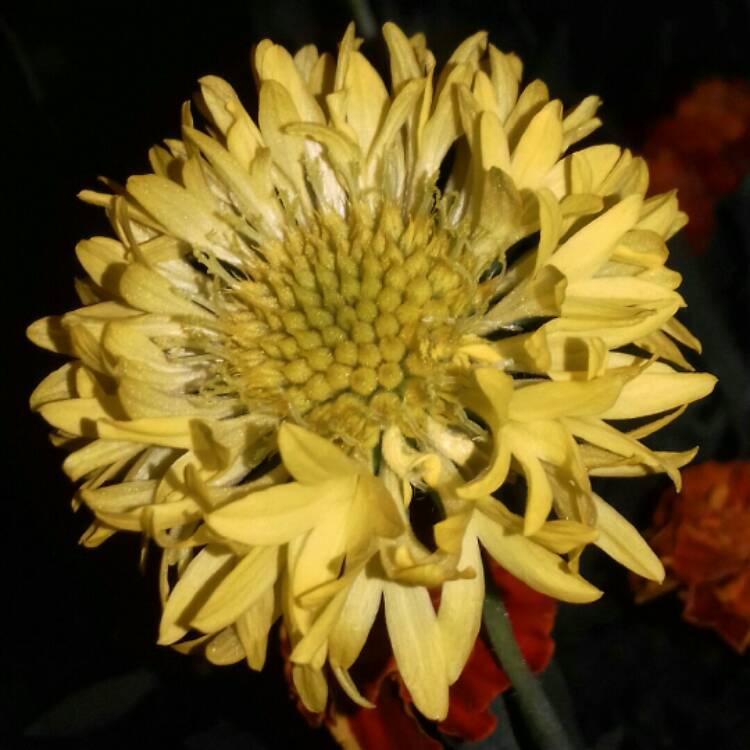 Plant image Gaillardia pulchella 'Sundance Bicolor'