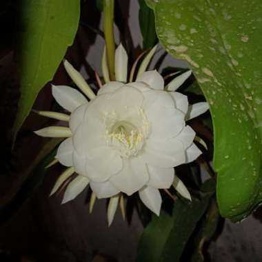 Epiphyllum oxypetalum