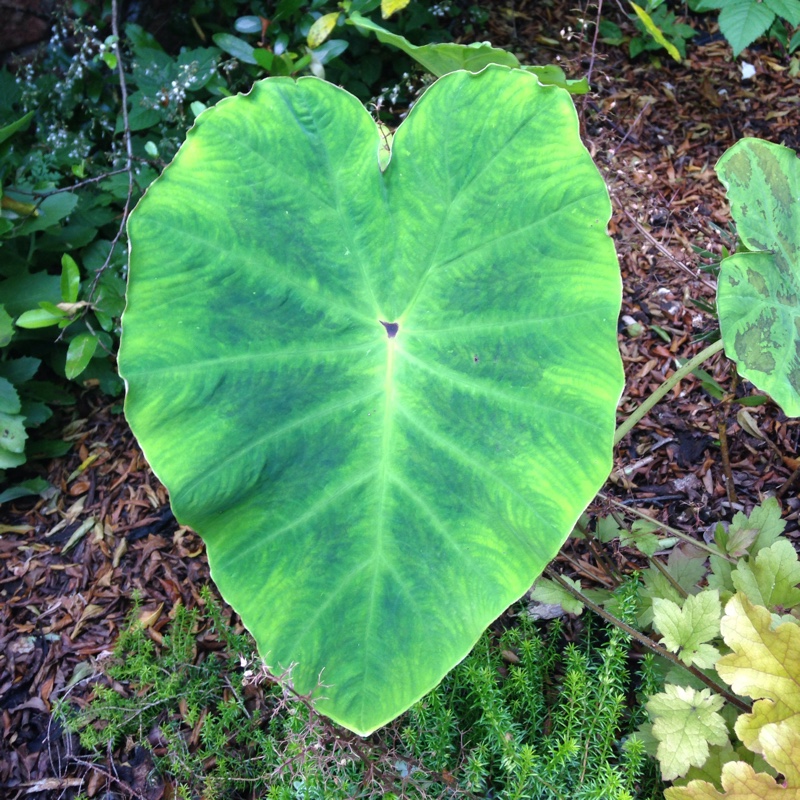 Elephant Ear (Colocasia)