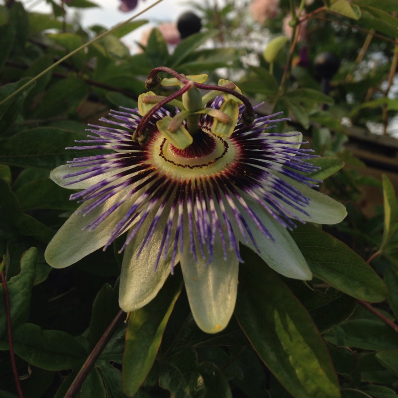 Passion Flower