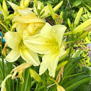 Daylily (Species) Citron Daylily