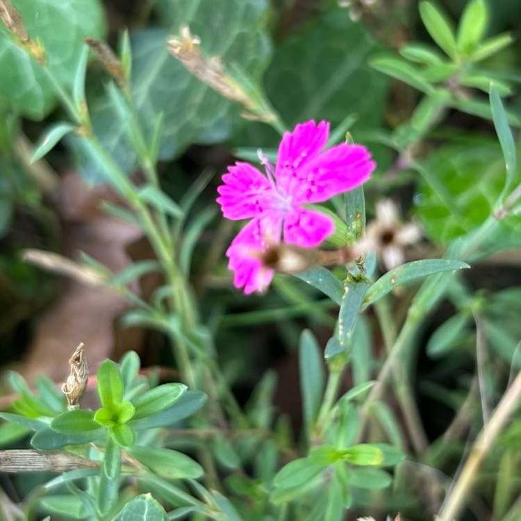 Plant image Dianthus deltoides 'Brilliant'