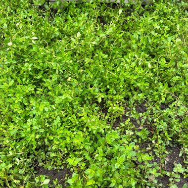 Creeping Thyme