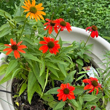 Coneflower (Echinacea)