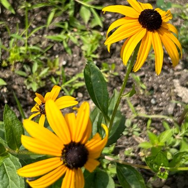 Coneflower 'Little Goldstar'