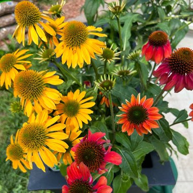 Coneflower 'Cheyenne Spirit' (Mix)