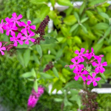 Butterfly Bush 'Buzz Hot Raspberry'