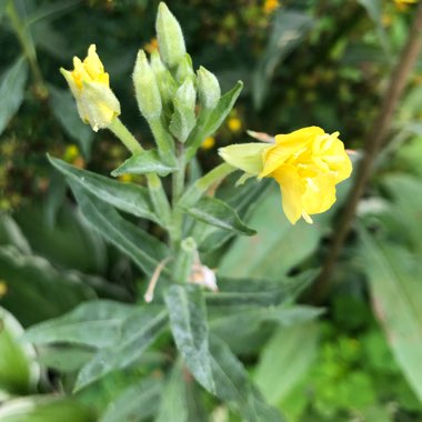 Evening Primrose