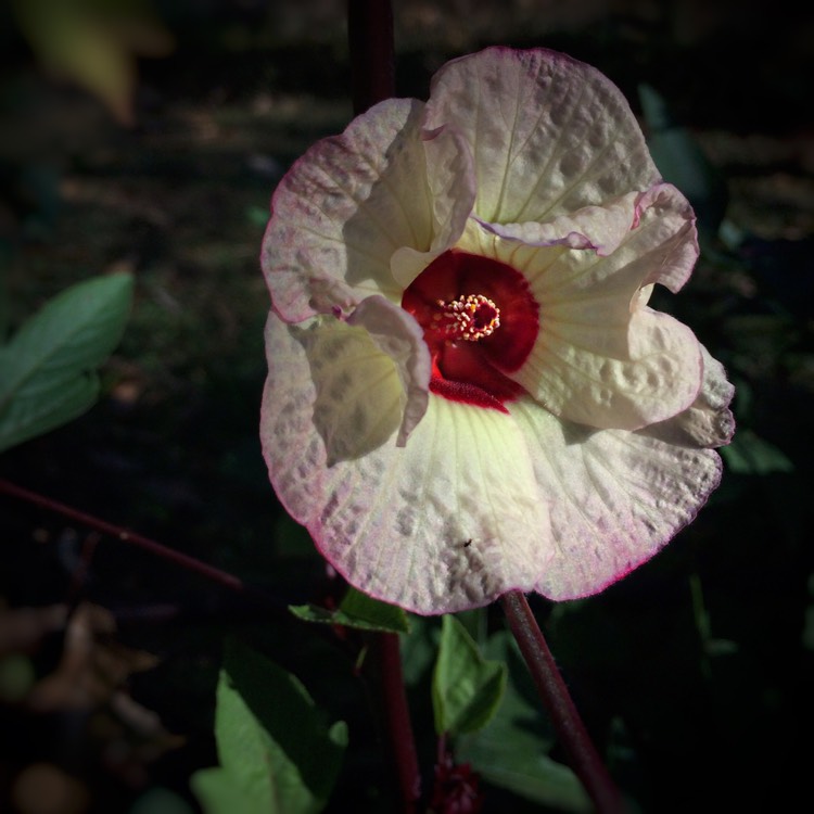 Plant image Hibiscus sabdariffa