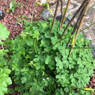 Bermuda Buttercup