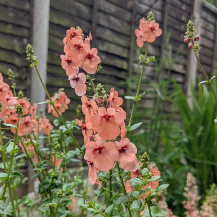 Plant image Diascia Barberae 'Apricot Queen'