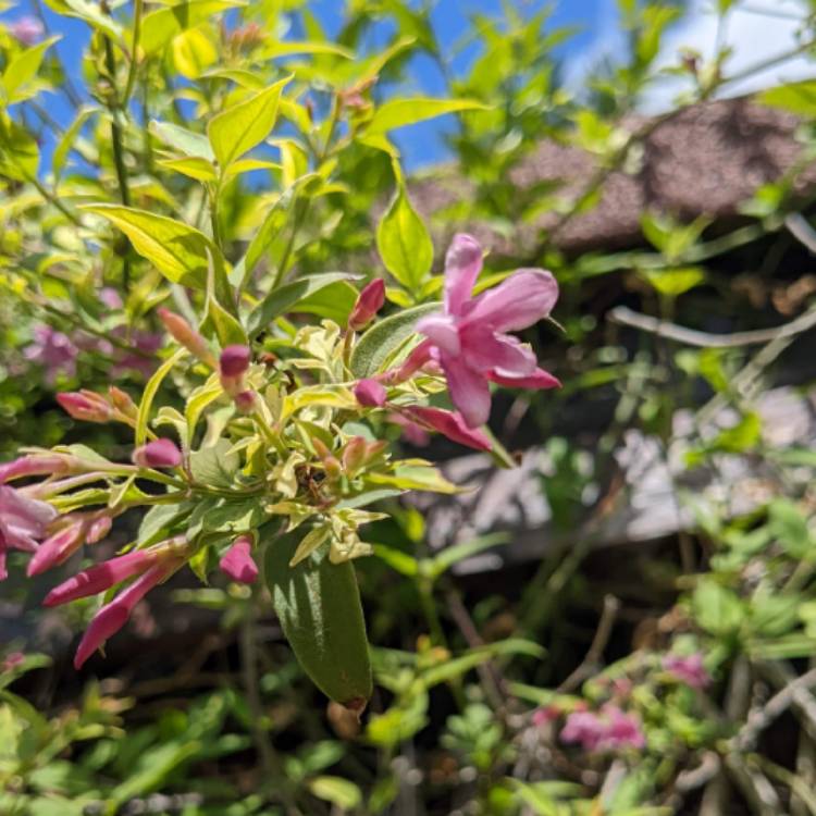 Plant image Jasminum x stephanense