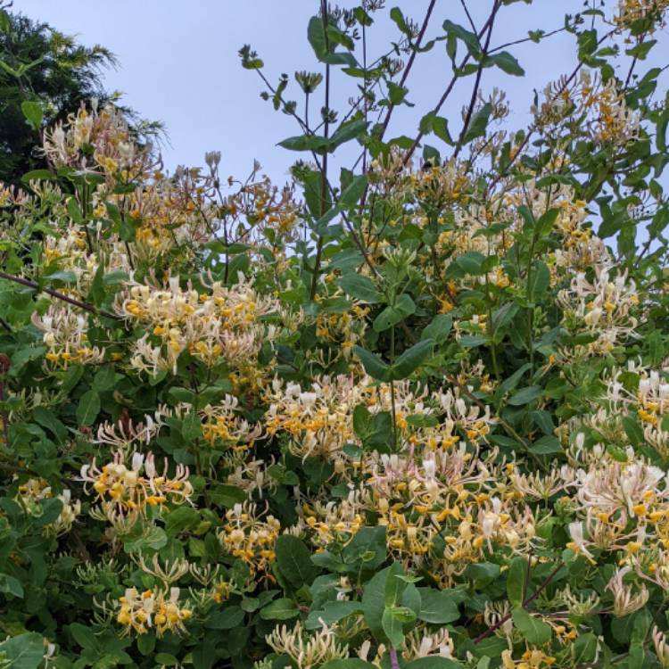 Plant image Lonicera periclymenum 'Scentsation'