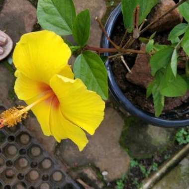 Hibiscus rosa-sinensis 'Athenacus'