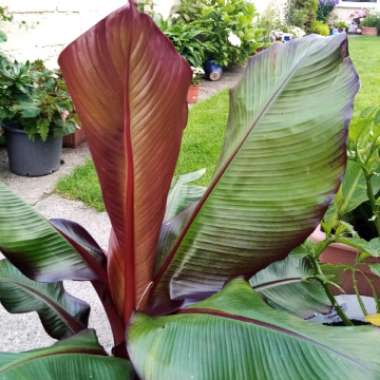 Ensete ventricosum 'Maurelii' syn. Ensete ventricosum 'Rubrum', Ensete 'Maurelii', Musa 'Santa Morelli'