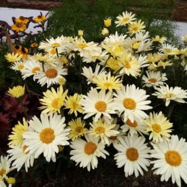 Leucanthemum x superbum 'Banana Cream'