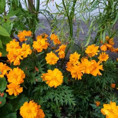 Cosmos sulphureus 'Brightness Mix'