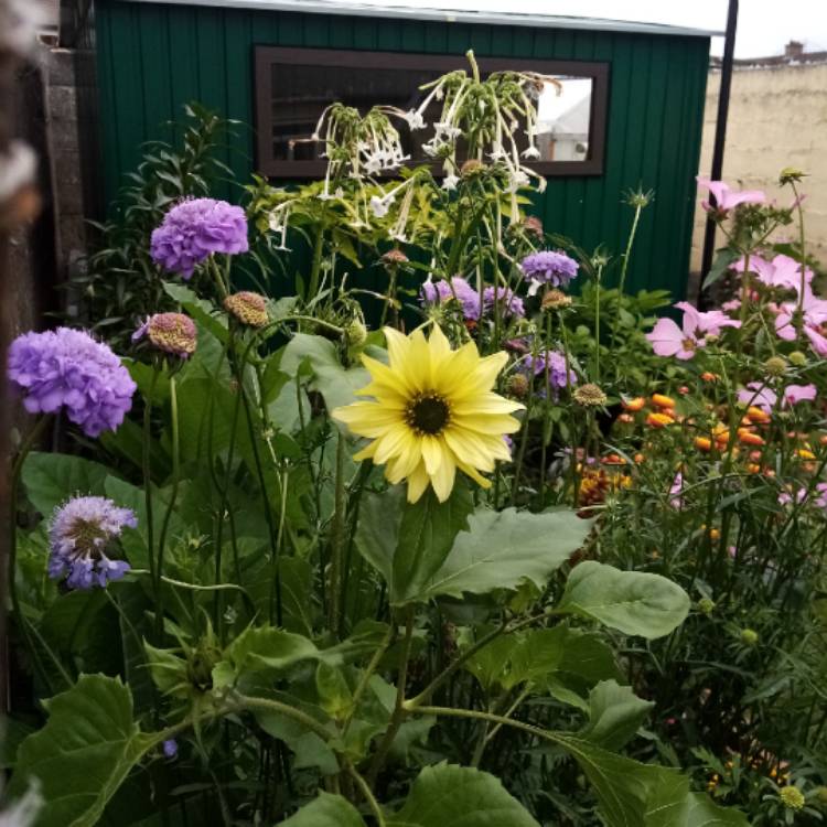 Plant image Helianthus annuus 'Italian White'