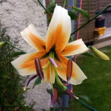 Lilium 'Lady Alice'