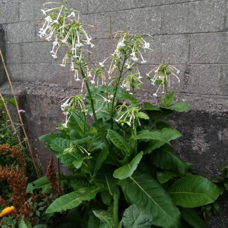 Plant image Nicotiana Sylvestris