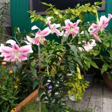 Lilium Anastasia 