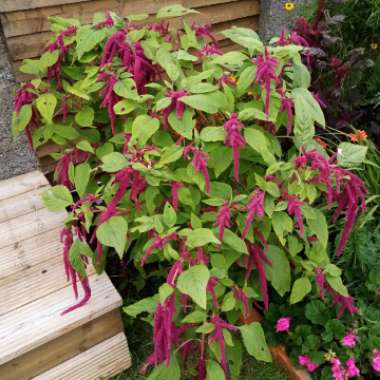 Amaranthus caudatus