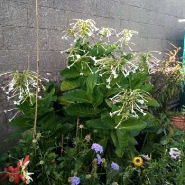 Nicotiana Sylvestris