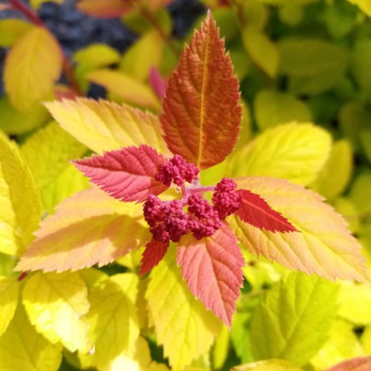 Plant image Spiraea japonica 'Goldflame' syn. Spiraea x bumalda 'Goldflame'