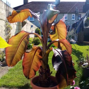 Ensete ventricosum 'Maurelii' syn. Ensete ventricosum 'Rubrum', Ensete 'Maurelii', Musa 'Santa Morelli'