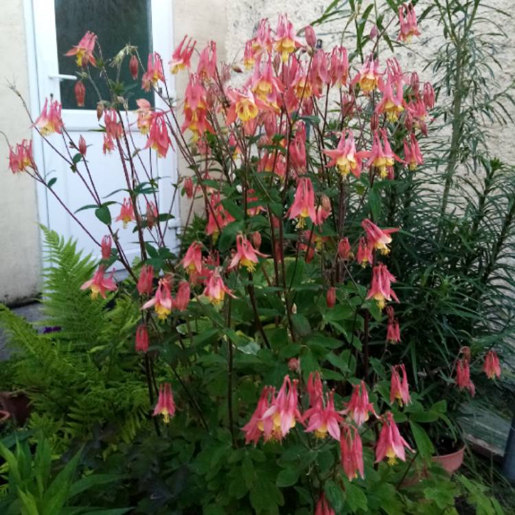 Plant image Aquilegia 'Rhubarb and Custard'