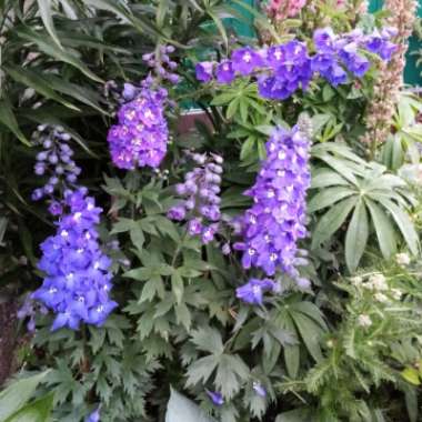 Delphinium