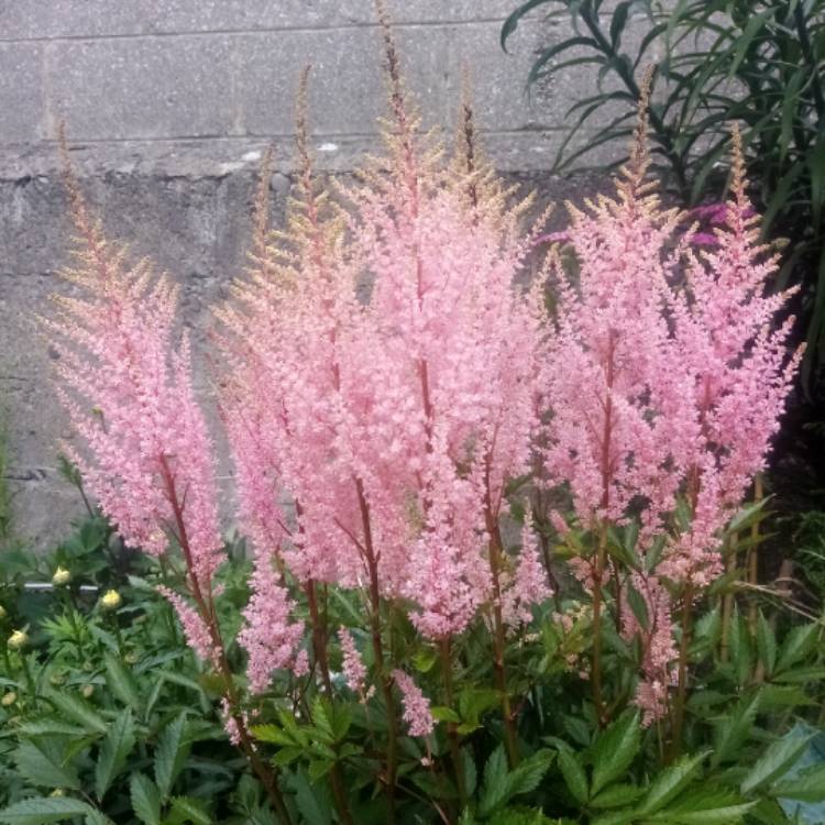 Plant image Astilbe chinensis var. pumila