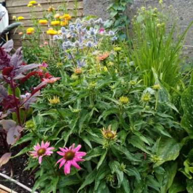 Echinacea purpurea 'Pas702917' (PowWow Series) syn. Echinacea 'PowWow Wild Berry'