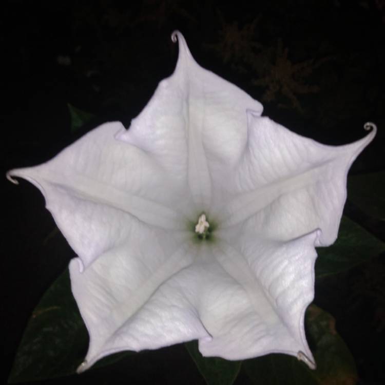 Plant image Datura