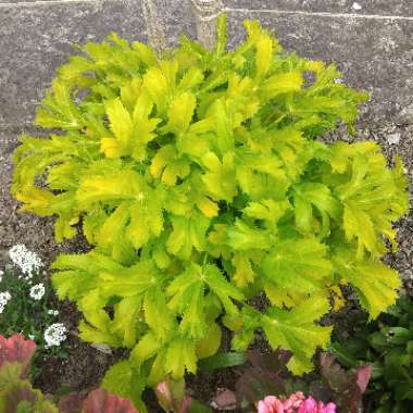 Eryngium x zabelii 'Neptune's Gold'