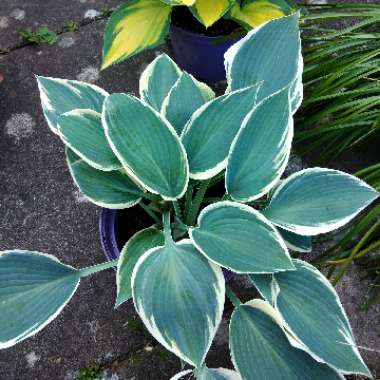 Hosta (Tardiana Group) 'El Nino'