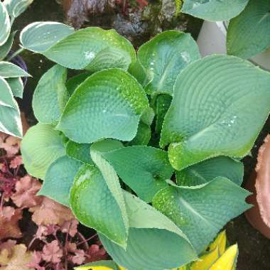 Hosta 'Big Daddy'